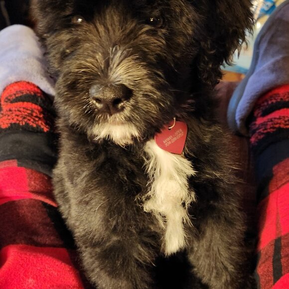 Live Notice - Picture 5 of 9